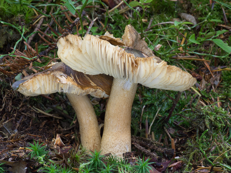 Tricholoma fucatum